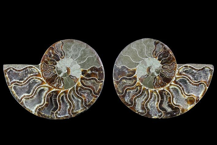 Cut & Polished Ammonite Fossil - Crystal Chambers #88201